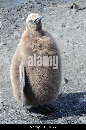 Pinguino reale (Aptenodytes patagonicus) pulcino presso la colonia nidificazione a Salisbury Plain. Salisbury Plain, Georgia del Sud Foto Stock