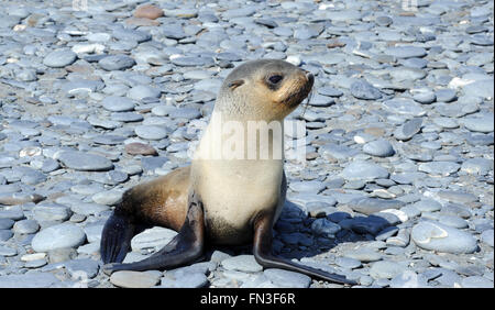 Giovani antartico pelliccia sigillo (Arctocephalus gazella) sulla spiaggia di Salisbury Plain. Salisbury Plain, Georgia del Sud. Foto Stock