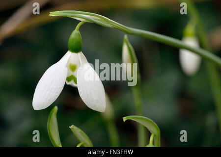 Maggiore Snowdrop - Galanthus elwesii Closeup di fiore Foto Stock