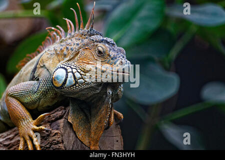 Iguana in appoggio allo zoo di Parigi Foto Stock