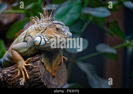 Iguana in appoggio allo zoo di Parigi Foto Stock