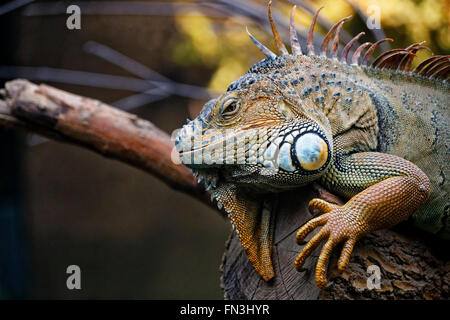 Iguana in appoggio allo zoo di Parigi Foto Stock