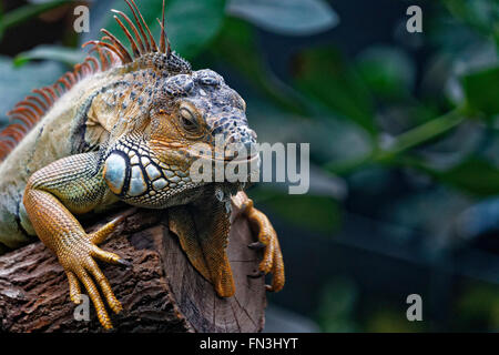 Iguana in appoggio allo zoo di Parigi Foto Stock