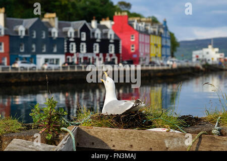 Aringa gabbiano (Larus argentatus) nidificanti nella parte anteriore di pittoresche case dipinte nel porto di Tobermory, sull'Isola di Mull Foto Stock