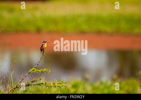 Appollaiato Kingfisher nel Masai Mara Kenya Foto Stock