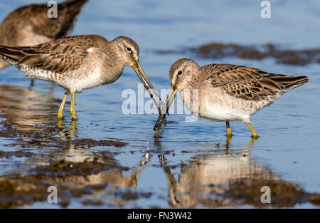 A lungo fatturati dowitchers (Limnodromus scolopaceus) alimentazione nella palude di marea, Galveston, Texas, Stati Uniti d'America. Foto Stock