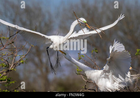Un paio di grandi aironi (Ardea alba) a rookery: femmina di pizzicare il maschio che ha portato una diramazione per il nido, Alta Isola, Texas Foto Stock