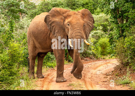 Elefante africano in Kenia Masai Mara Foto Stock