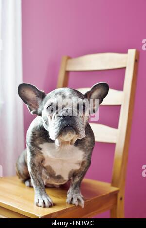 Un simpatico vecchio bulldog francese seduto su una sedia in una camera rosa. Foto Stock