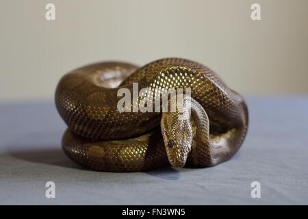 Un arcobaleno Boa constrictor snake avvolto a ricciolo in una sfera. Foto Stock