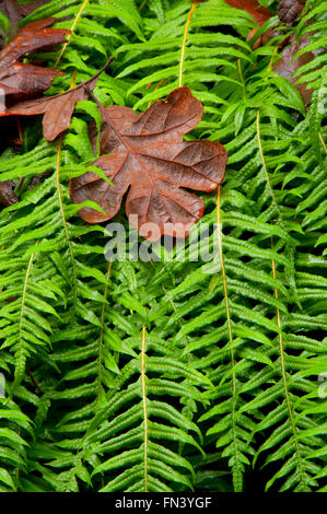 Liquirizia fern (Polypodium glycyrrhiza), Magness Memorial Tree Farm, Oregon Foto Stock