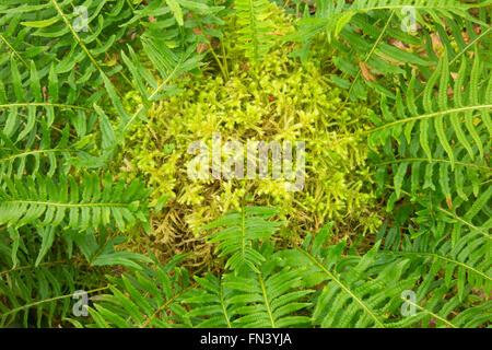 Felci di liquirizia (Glycyrrhiza Polypodium) con club moss, Magness Memorial Tree Farm, Oregon Foto Stock