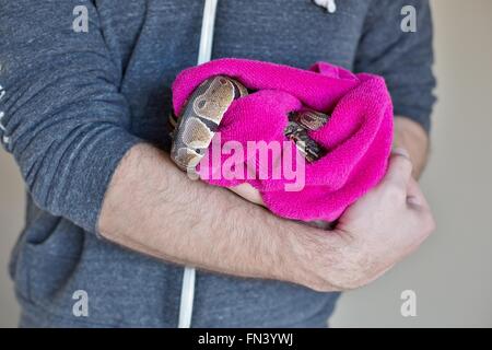 Un uomo con una palla python snake avvolto in un asciugamano. Foto Stock
