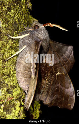Il PIOPPO hawk-moth (Laothoe populi) nel profilo. Grande hawk moth nella famiglia Sphingidae, a riposo su un albero con ali distintivo Foto Stock