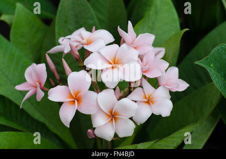 Il Frangipani con foglie in background Foto Stock