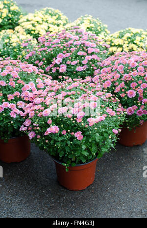 Bellissimi fiori di crisantemi in vaso Foto Stock