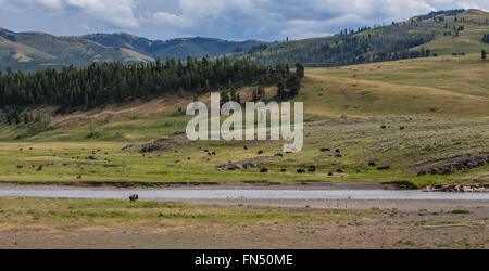 Mandria di bisonti a Yellowstone's Lamar Valley Foto Stock