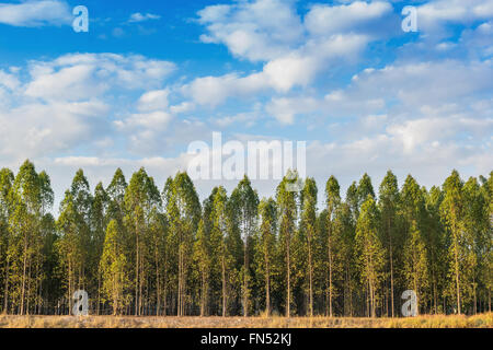 Eucalipto foresta in Thailandia, impianti per l'industria della carta. Foto Stock