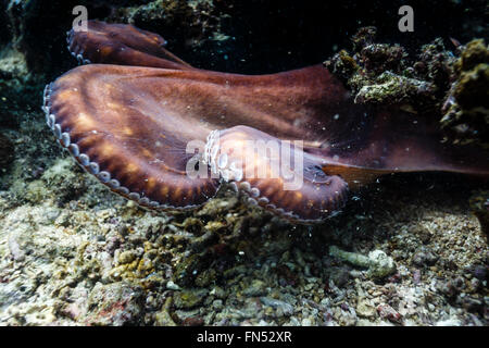 Polpo gigante del Pacifico Enteroctopus dofleini Foto Stock