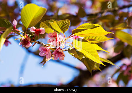 rosa sakura Foto Stock