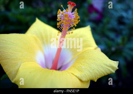 Close-up di un ibisco giallo (Hibiscus Brackenridgei) Foto Stock