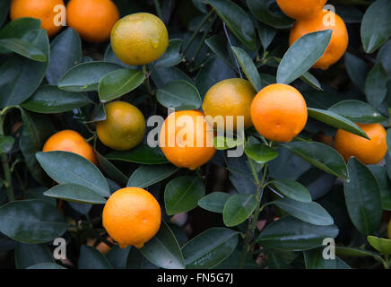 Kumquat, il simbolo del nuovo anno lunare cinese Foto Stock