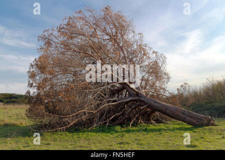Un albero con tronco rotto dal vento, che ancora giacciono sull'erba Morta. Foto Stock