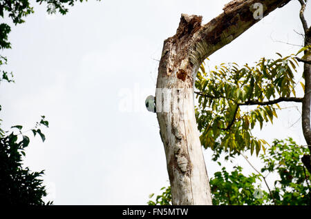 Un picchio uccello sull albero nella foresta Foto Stock