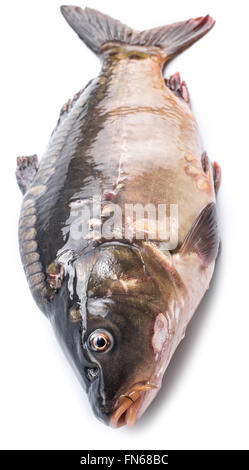 La carpa comune - pesce alimentari isolati su uno sfondo bianco. Foto Stock
