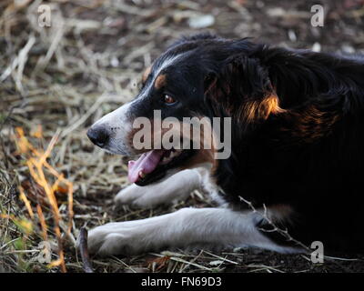 Border Collie sheepdog recante mentre si guarda curiosamente e intensamente. Foto Stock