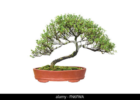 Una foto del bonsai su bianco isolare lo sfondo Foto Stock