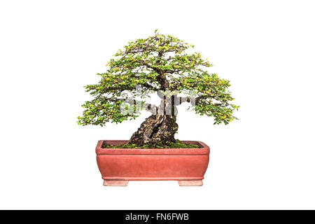 Una foto del bonsai su bianco isolare lo sfondo Foto Stock