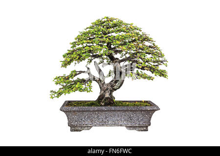 Una foto del bonsai in vasi su bianco isolare lo sfondo Foto Stock