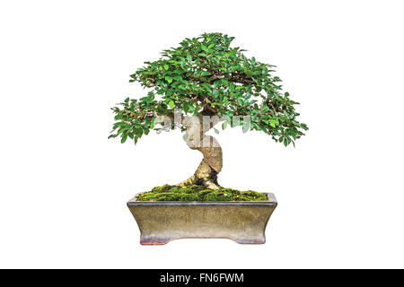 Una foto del bonsai su bianco isolare lo sfondo Foto Stock