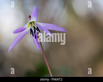 Erythronium dens-canis, cane dente di violetta. Wild fiore di primavera. Foto Stock