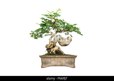 Una foto del bonsai su bianco isolare lo sfondo Foto Stock