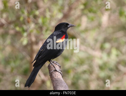 Maschio adulto rosso-winged Blackbird Foto Stock