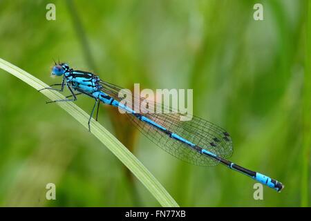 Azure damselfly (Coenagrion puella). Insect in the order Odonata, family Coenagrionidae, at rest on grass Foto Stock