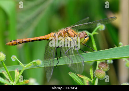 Ruddy darter (Sympetrum sanguineum) femmina. Vivacemente colorato di giallo dragonfly nella famiglia Libellulidae, appollaiato sull'erba Foto Stock