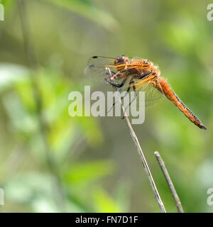 Scarsa chaser (Libellula fulva). Rare dragonfly femmina nella famiglia Libellulidae, appollaiato sul pettine di profilo Foto Stock
