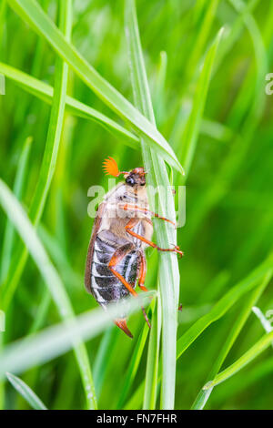 Può bug cockchafer seduto sull'erba Foto Stock