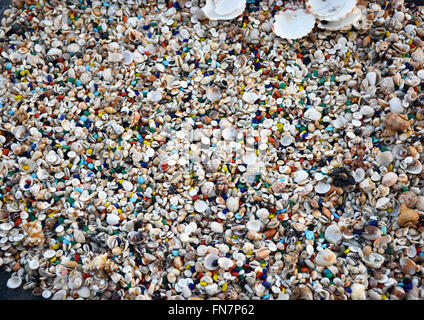 Visualizzazione della varietà di conchiglie, pietre colorate, pietre preziose, oro e raccolti dai fondali marini e le spiagge. Foto Stock