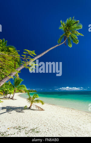 Palm tree che pende sulla spiaggia tropicale sulle isole di Mamanuca Isole Fiji Foto Stock