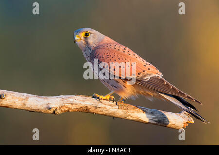 Comune di gheppio (Falco tinnunculus), maschio adulto appollaiato su un ramo morto, Montecorvino Rovella, Campania, Italia Foto Stock