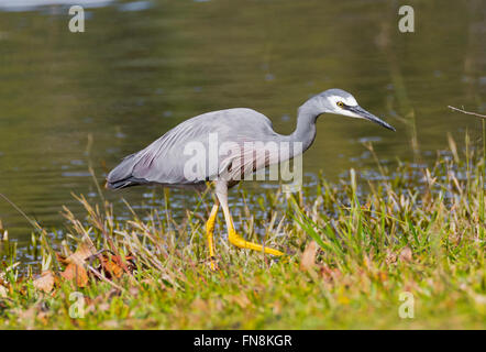 Di fronte imbiancati Heron stalking alimentare / in preda al Lago Samsonvale, Brisbane, Queensland, Australia Foto Stock
