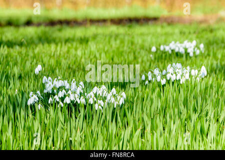 Il comune (snowdrop Galanthus nivalis) visto in primavera, è uno dei primi fiori a fiorire nella stagione. Qui si vede in un Foto Stock