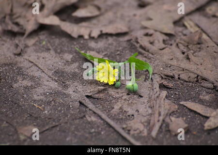 Nipplewort (Lapsana communis) blossom giacente a terra. Foto Stock