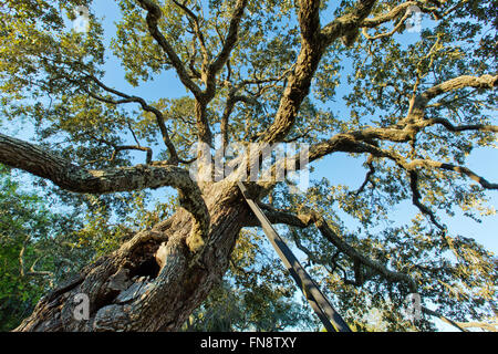 Coastal Live Oak, supportato da una struttura in ferro. Foto Stock