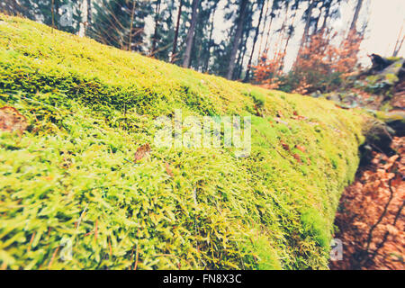 Tree ricoperta con moss all'interno della macro di foresta Foto Stock