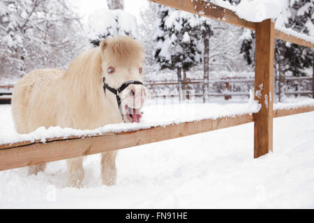 Pony in piedi in una neve Foto Stock